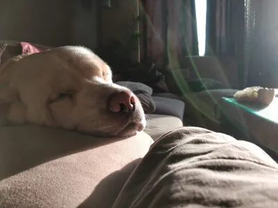 Sleeping beauty