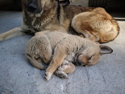 Golder Slumber